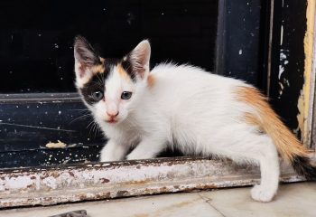 香港裝修公司：文化底蘊與行業軼事揭密